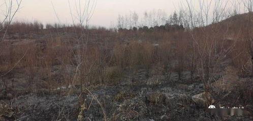 狮子山爆料视频最新版在线观看  第2张